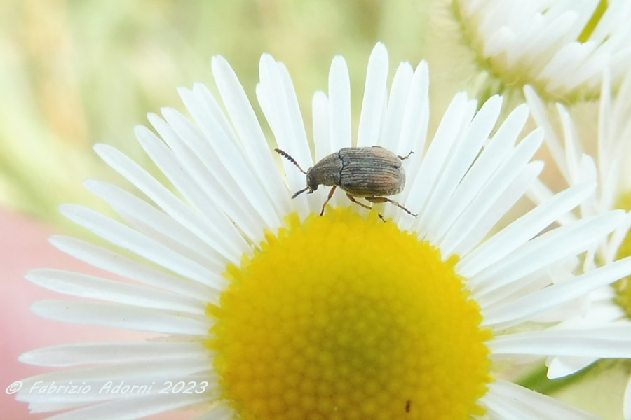 Chrysomelidae Bruchinae da ID